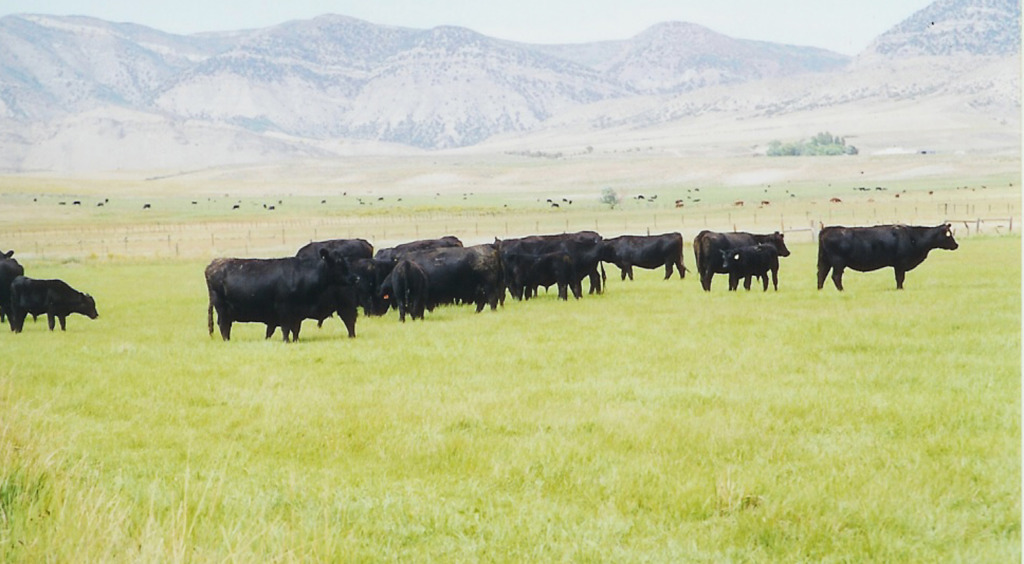 Angus cows