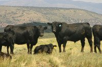 SBA 605S & cows
